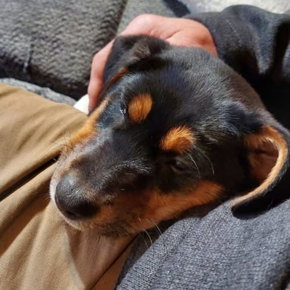 Meet your Posher, Bob